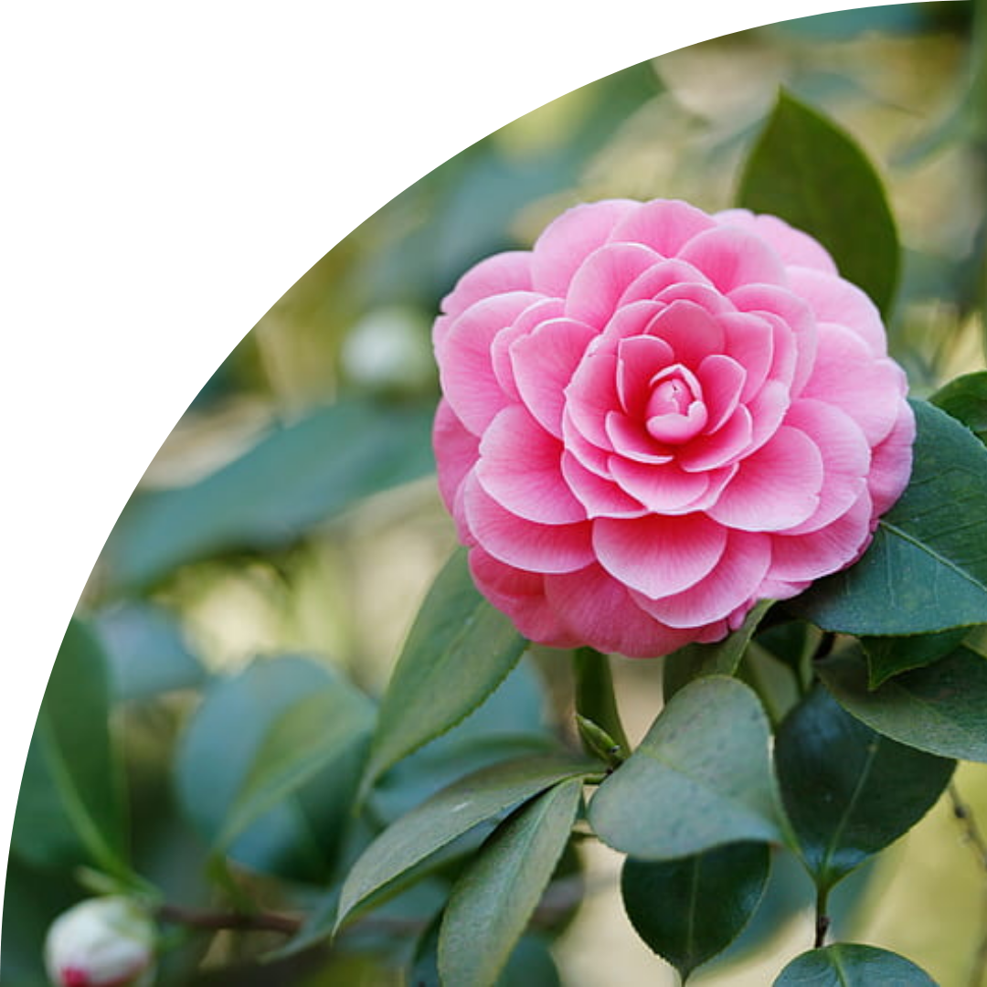 Camellia & Lotus 10 ml