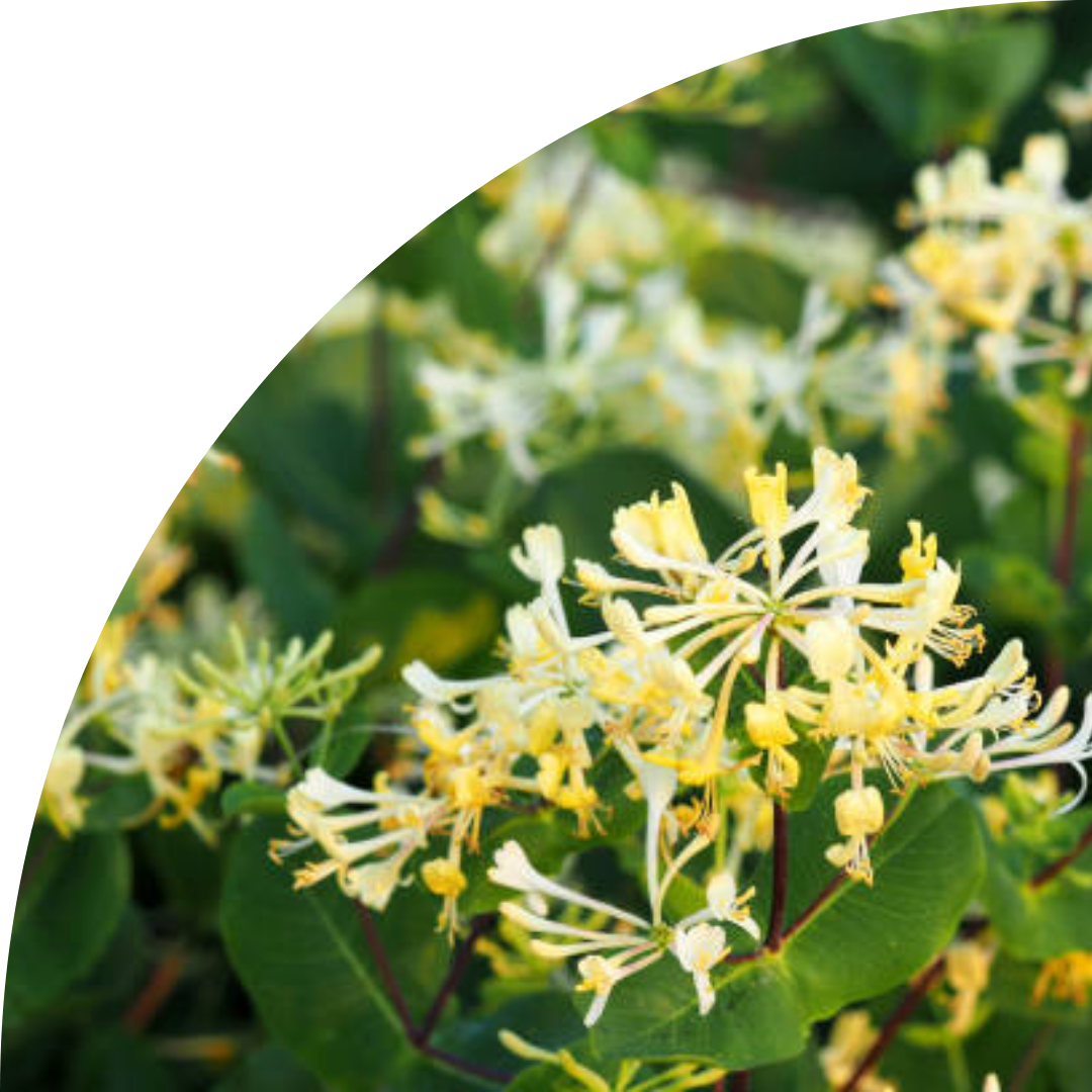 Japanese Honeysuckle 10 ml